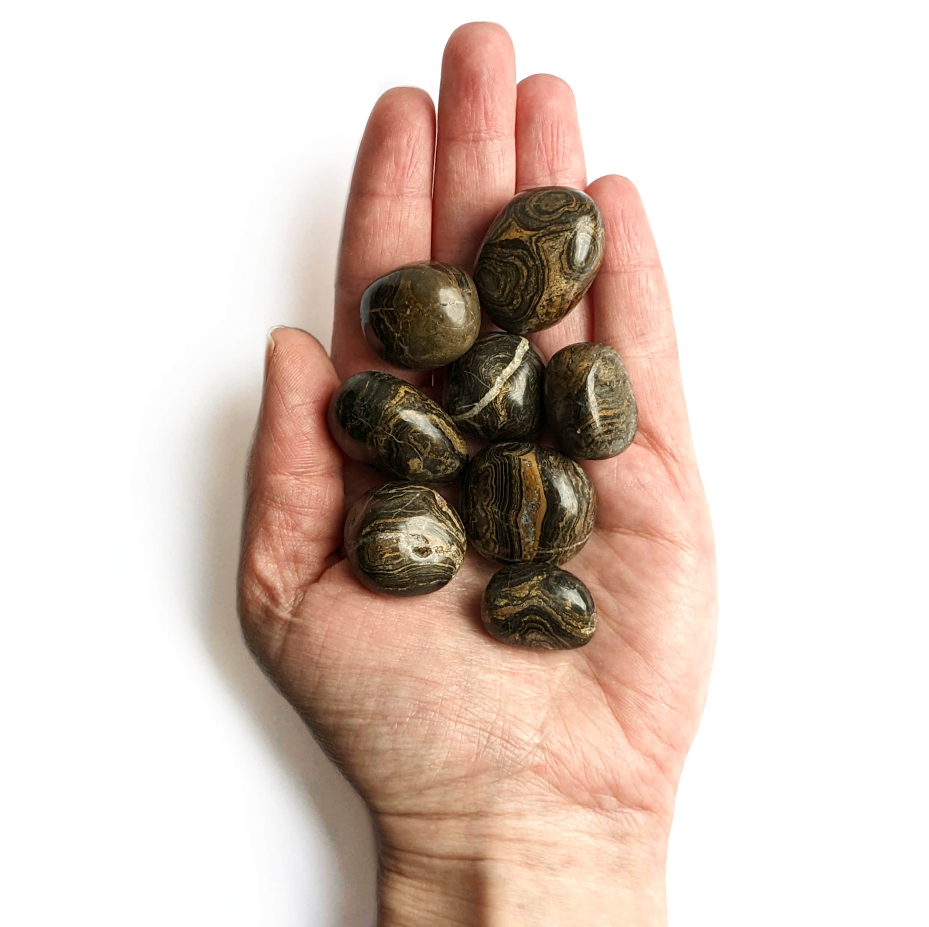 pierre véritable stromatolite