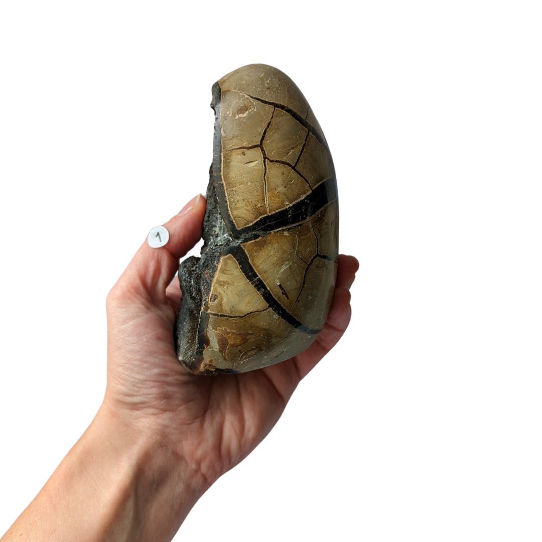 pierre septaria sauvage oeuf