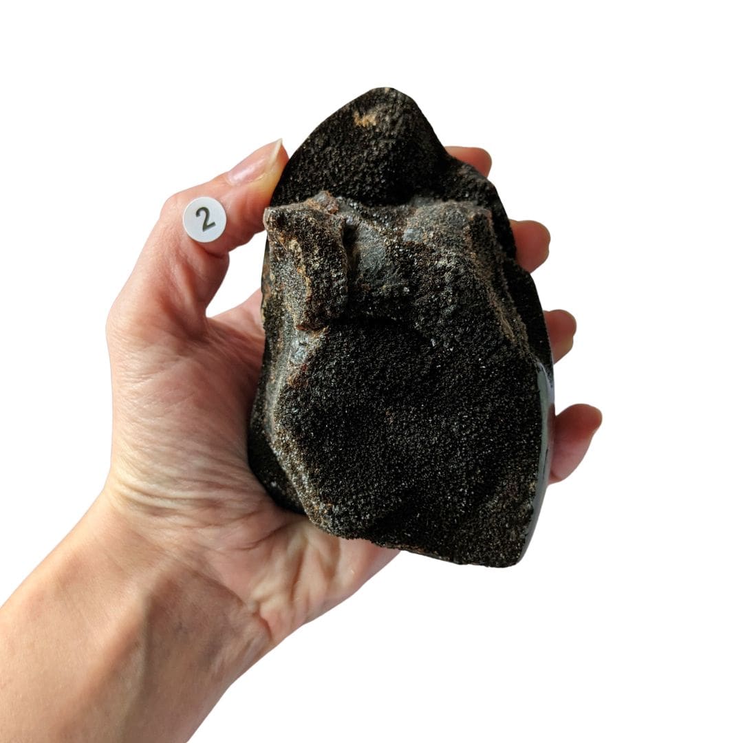 oeuf septaria sauvahe