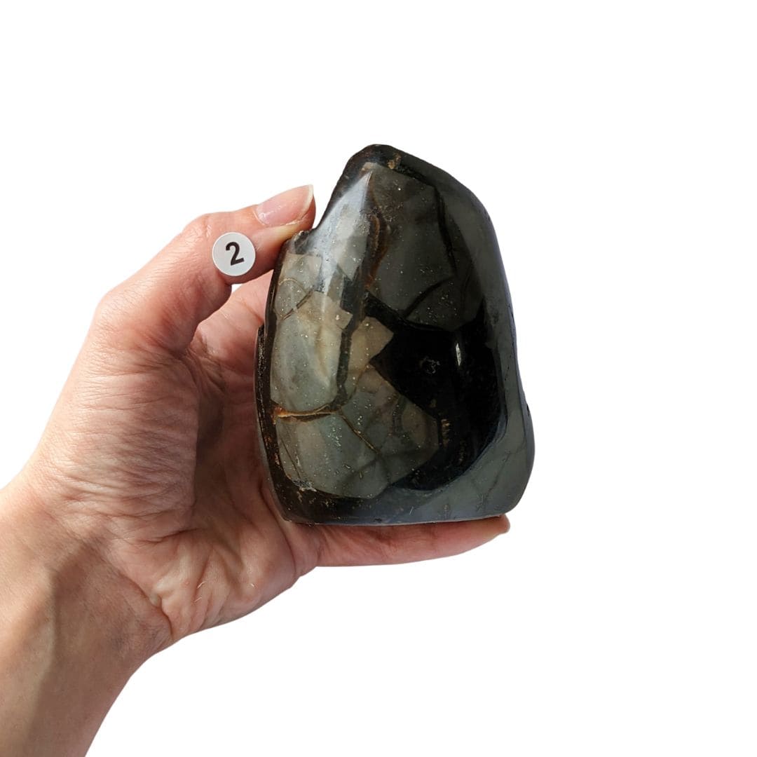 septaria sauvage en oeuf