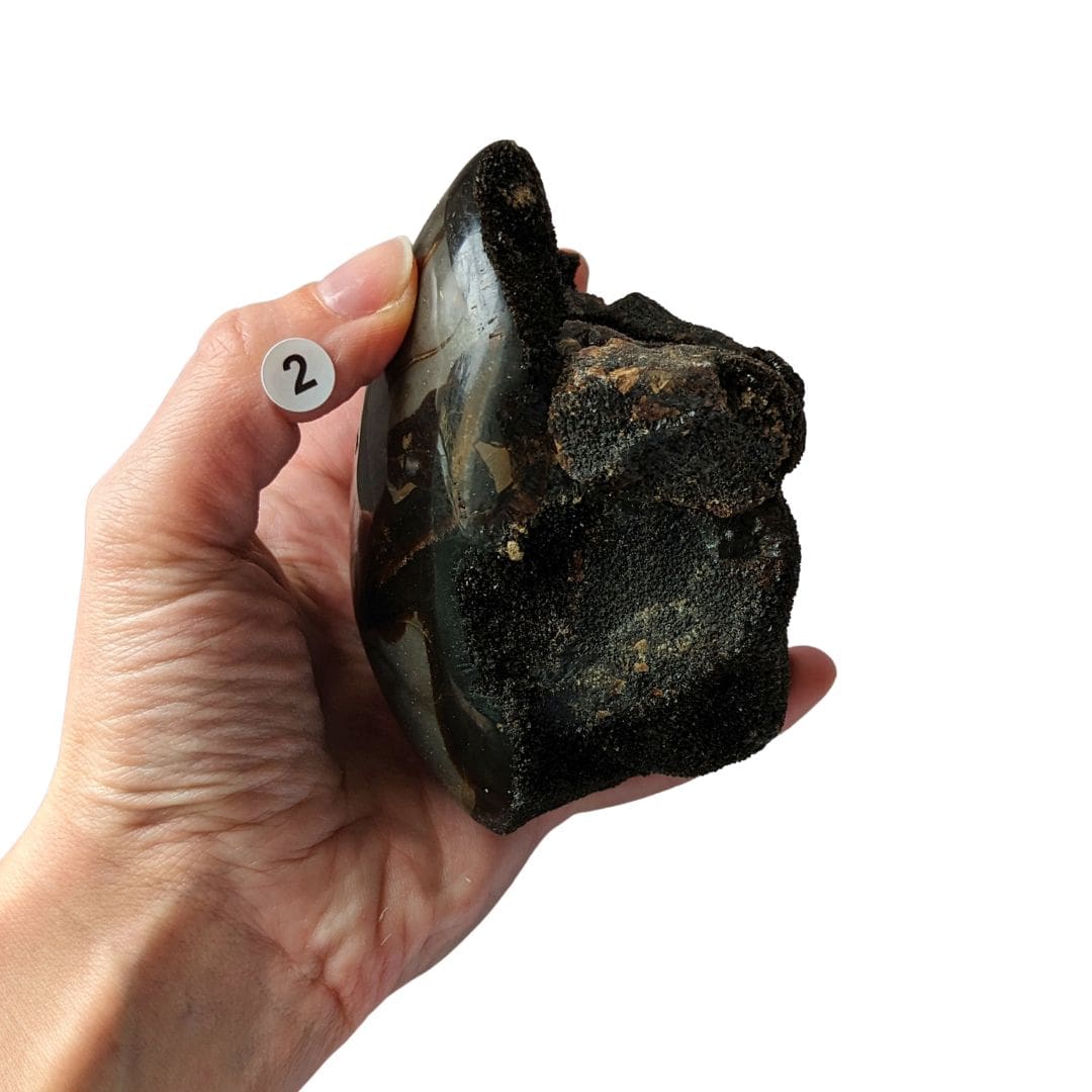 grosse septaria sauvage