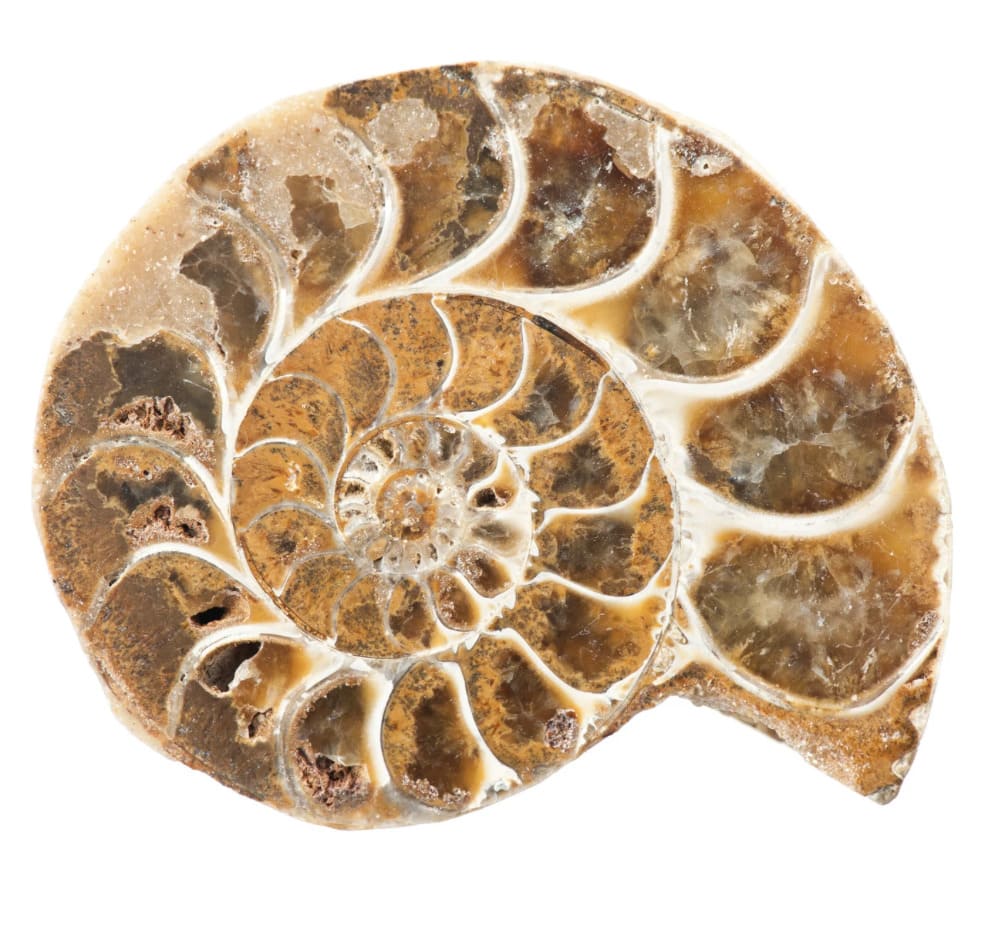 Ammonite : vertus, propriétés et signification en lithothérapie
