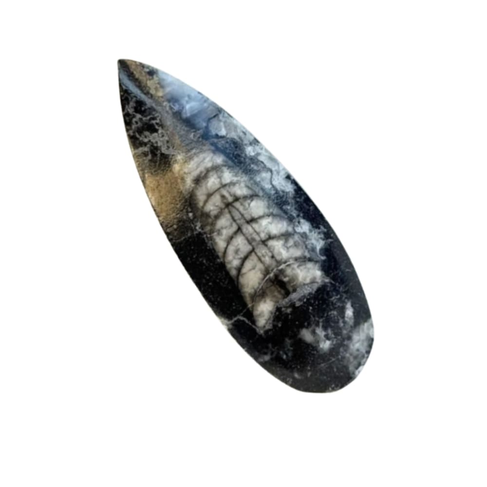 Orthoceras vertus