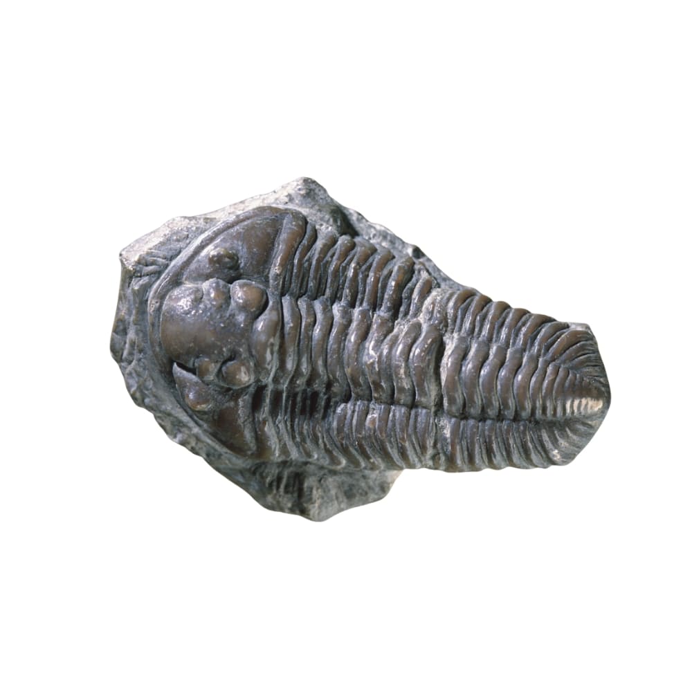 Trilobite vertus