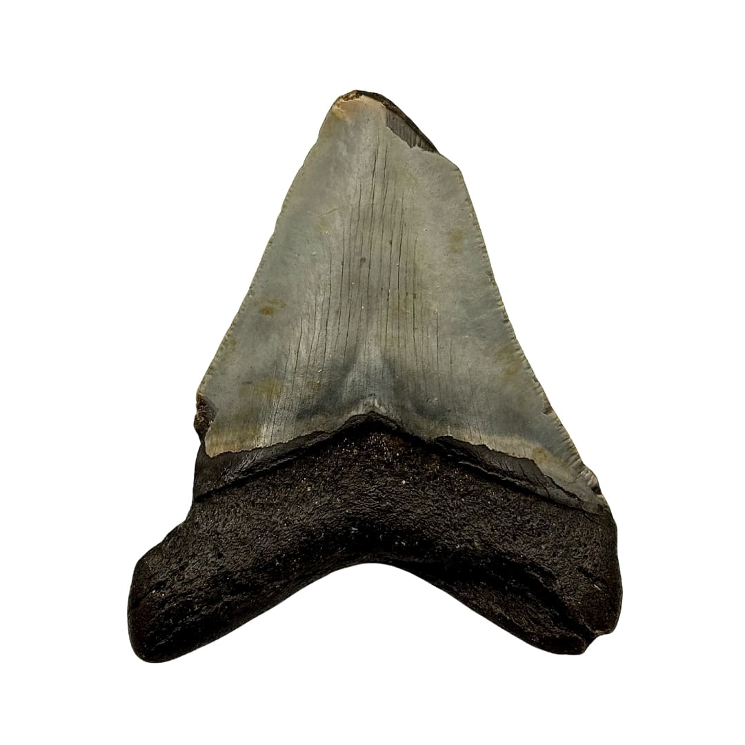 Dent de Mégalodon Fossile - Floride, USA