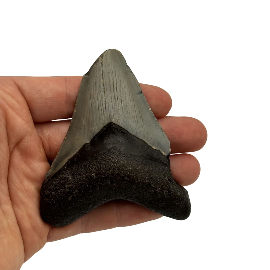 Dent de Mégalodon Fossile - Floride, USA