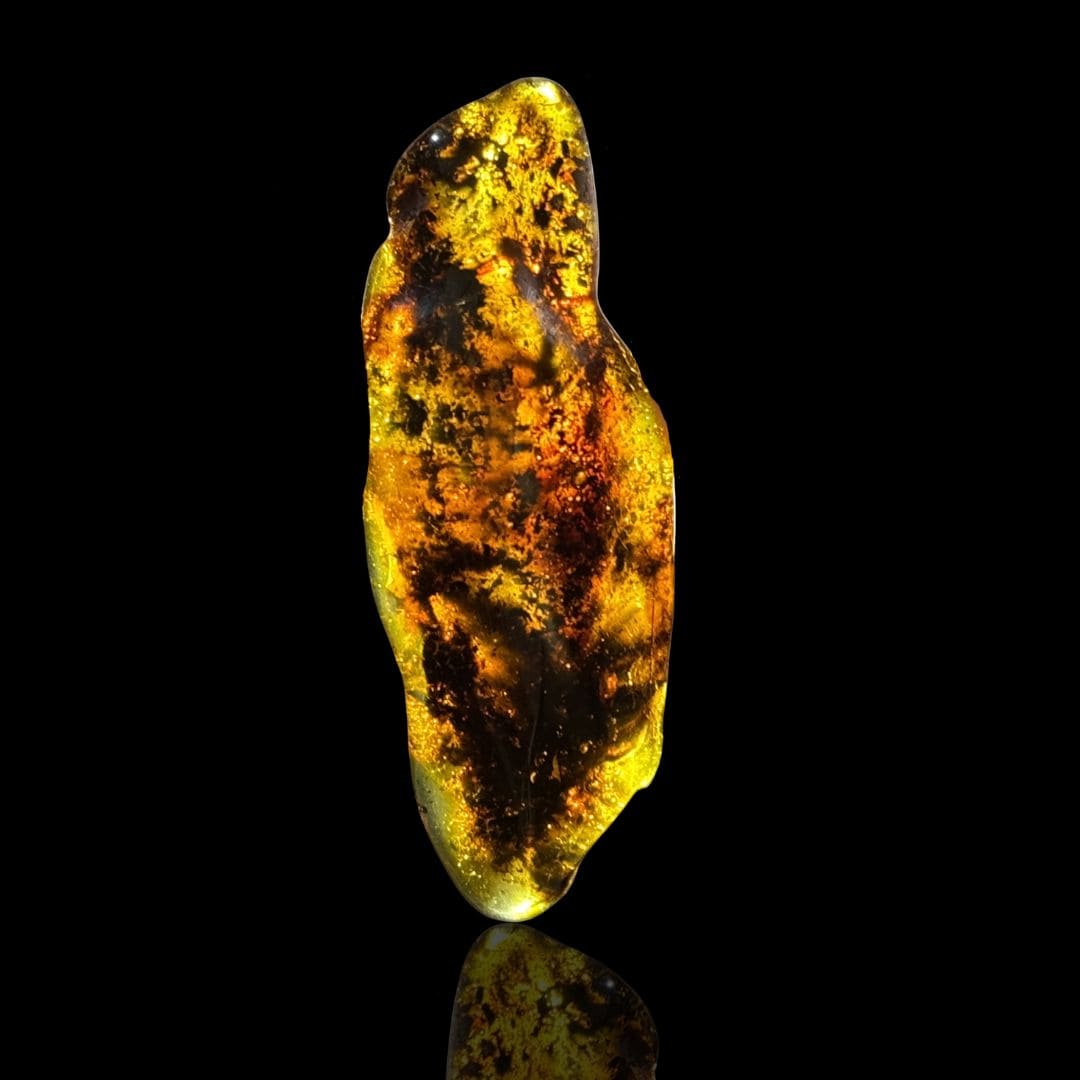 Ambre Fossile (8,5 cm) - Pologne
