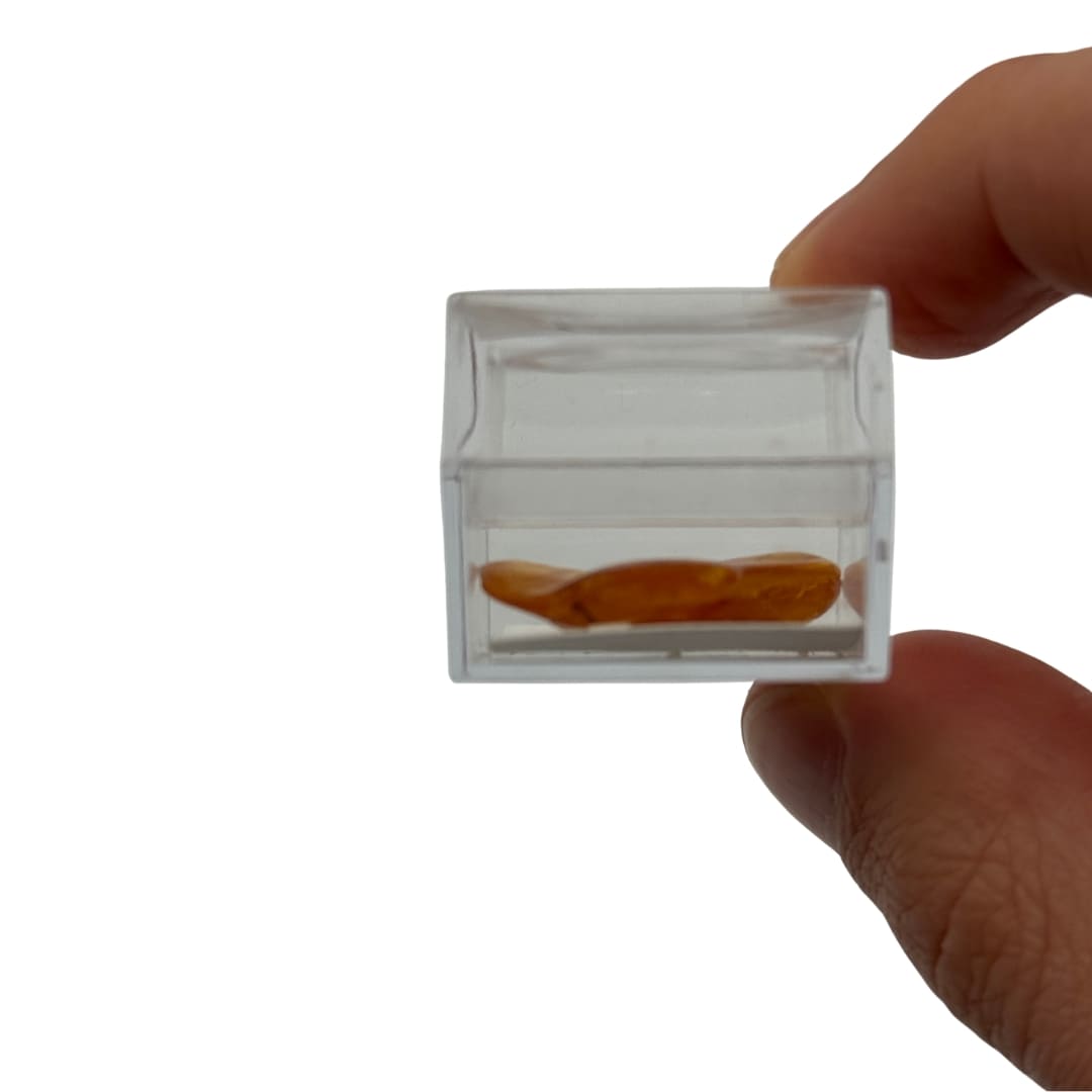 Ambre avec insecte