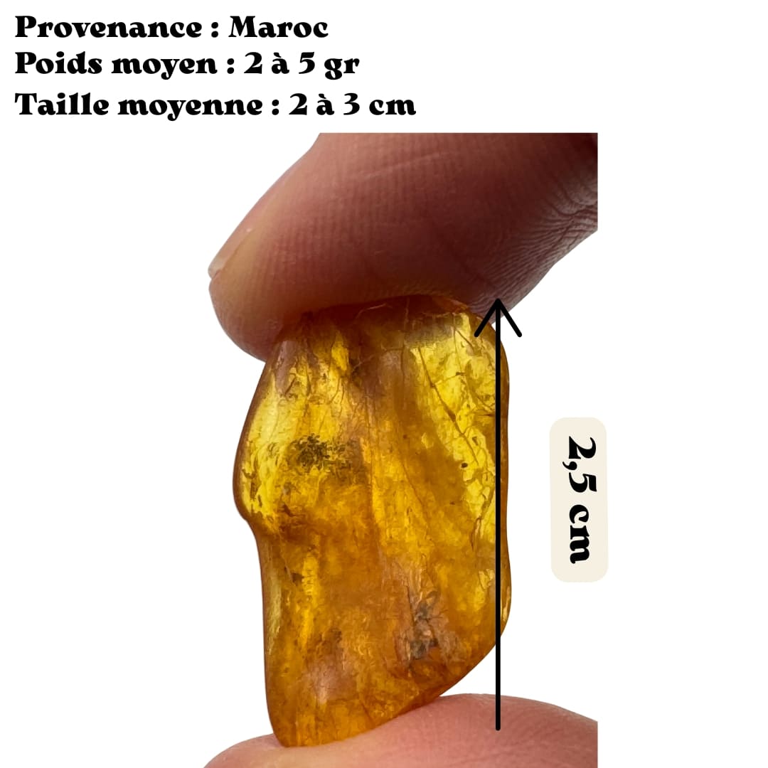 Ambre avec insecte