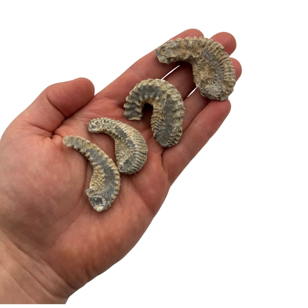 Fossile Bivalve - Rastellum carinatum