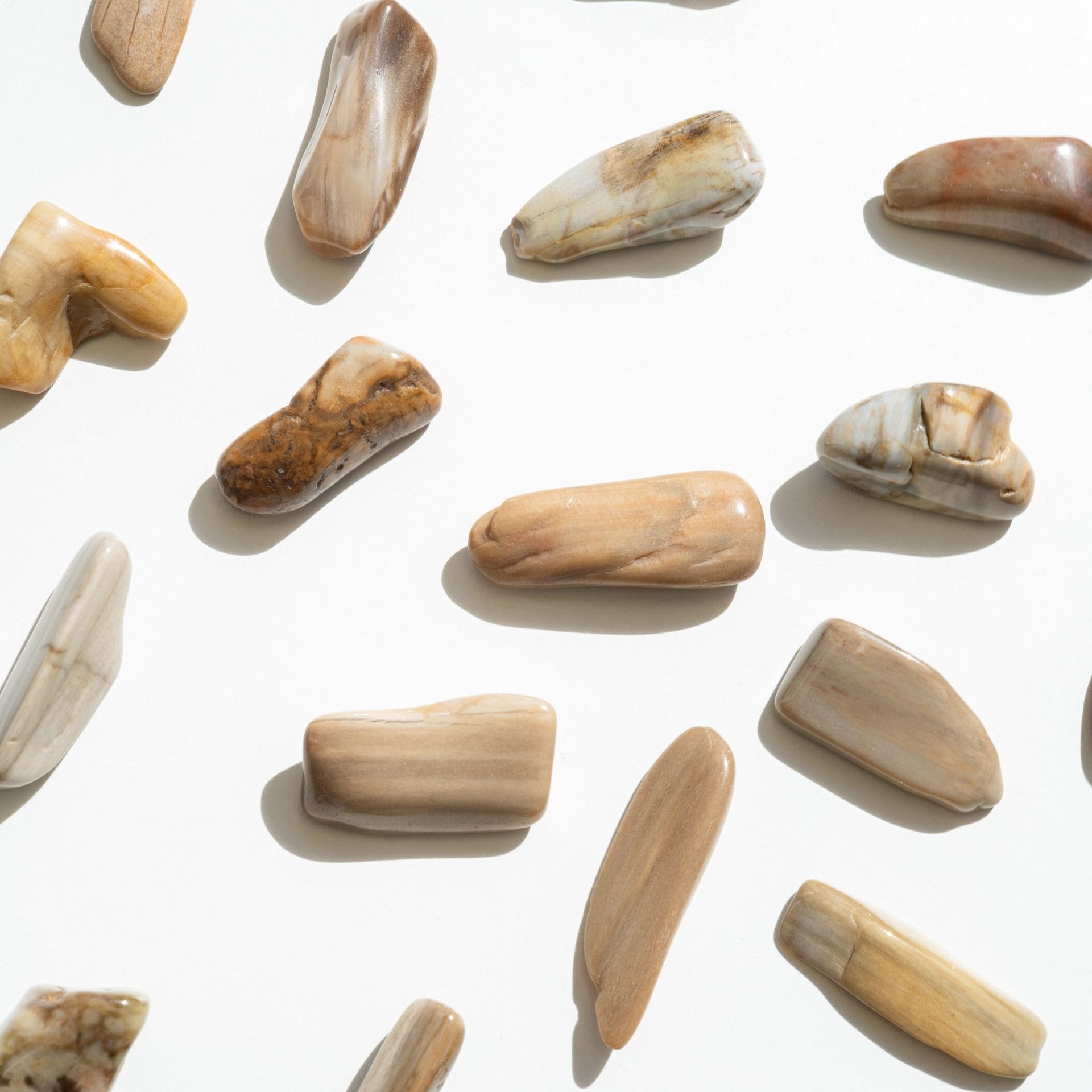 Bois fossile de haut