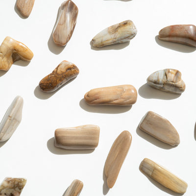Bois fossile de haut