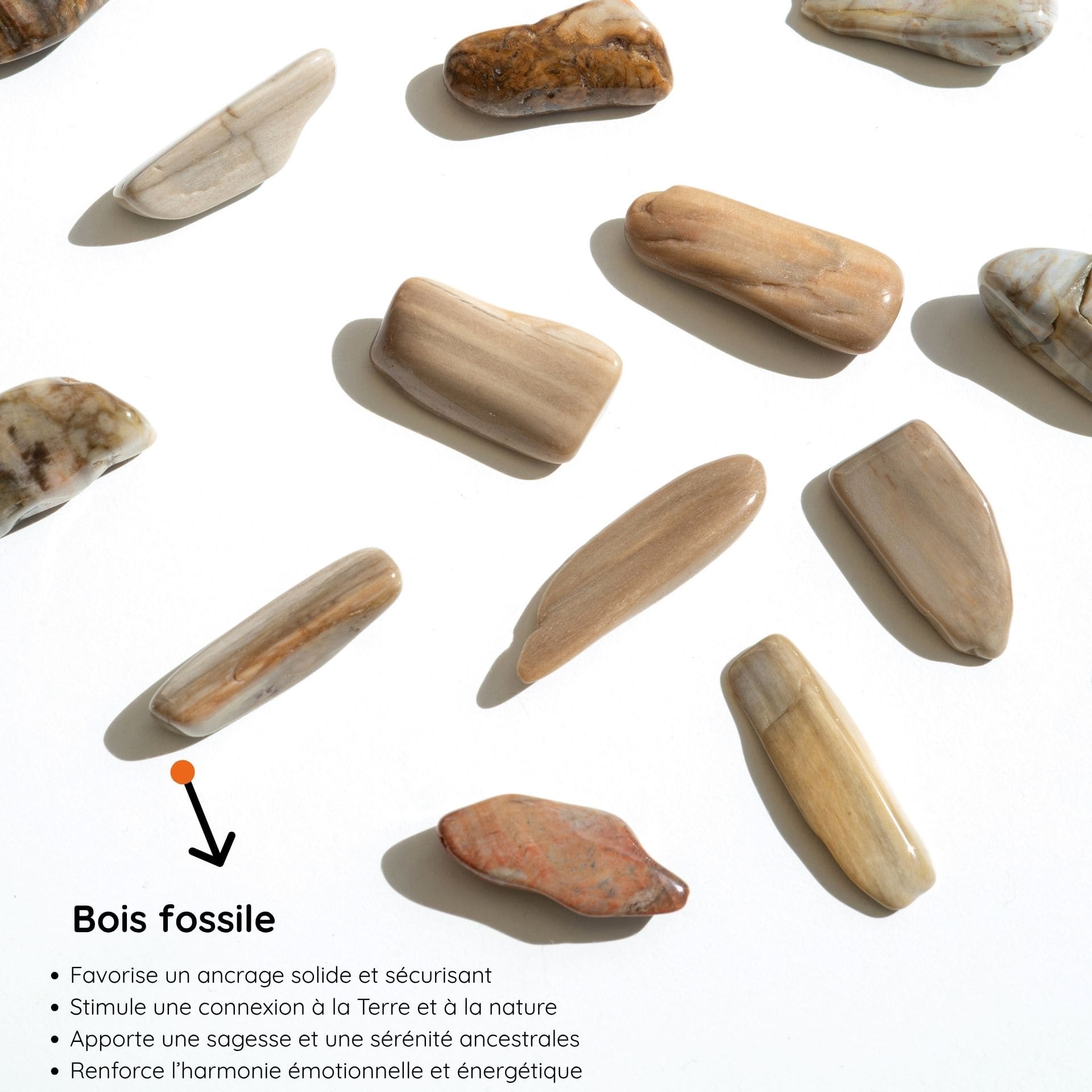 Bois fossile vertus