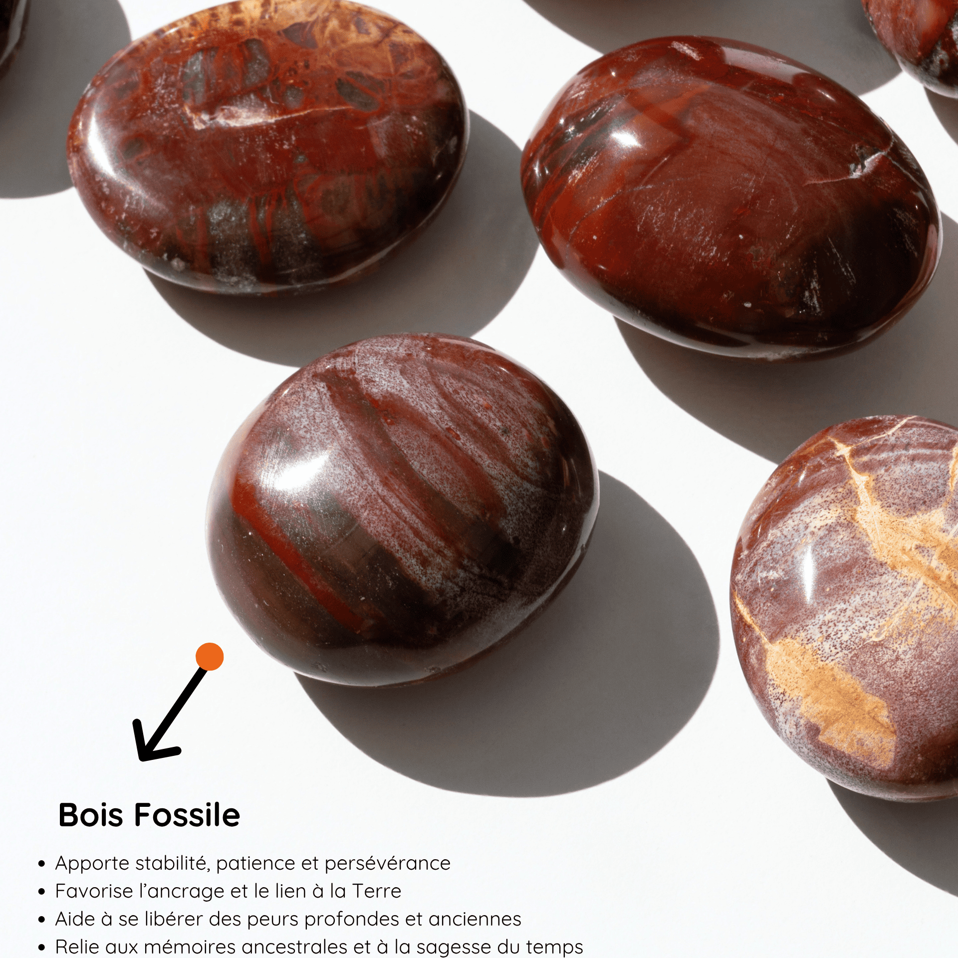 Galet Bois Fossile  vertus