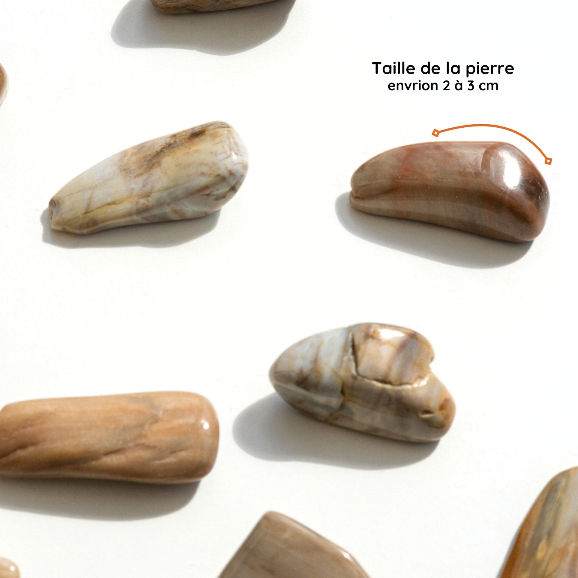 Bois fossile taille