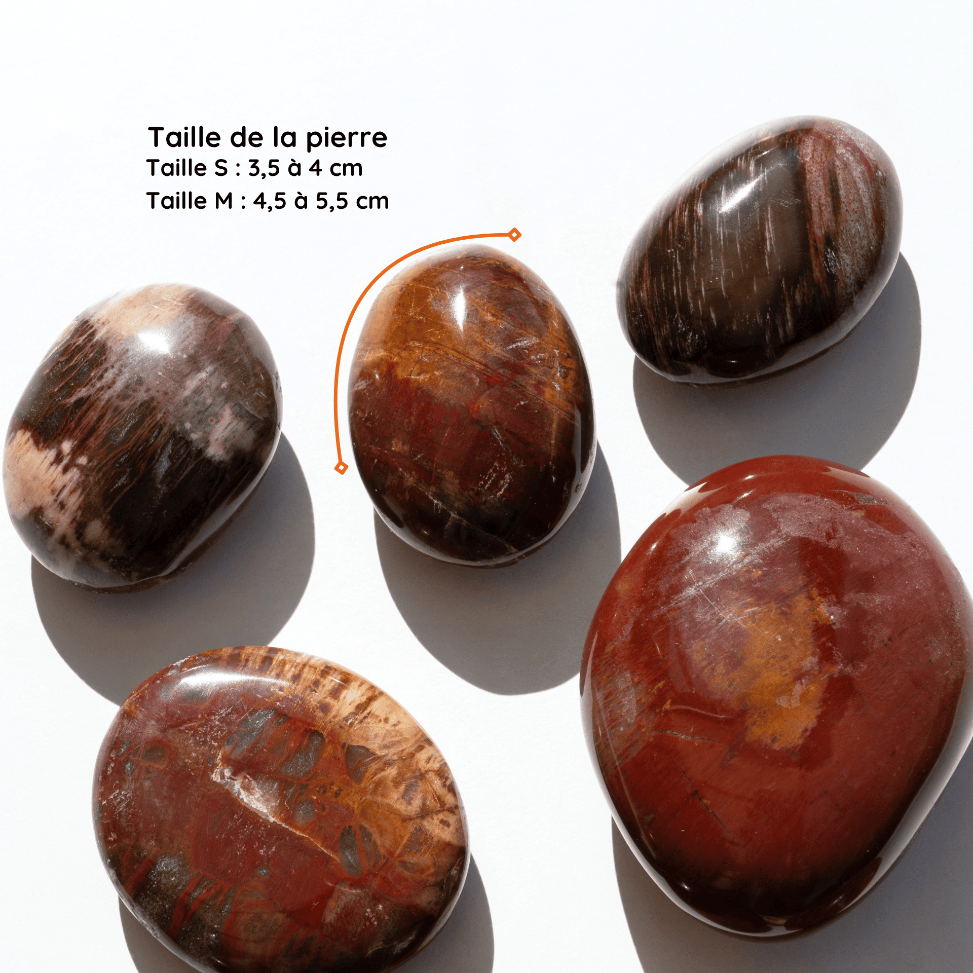 Galet Bois Fossile taille