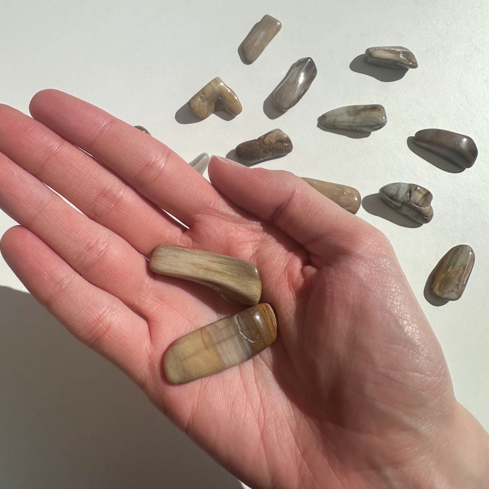 Bois fossile mains