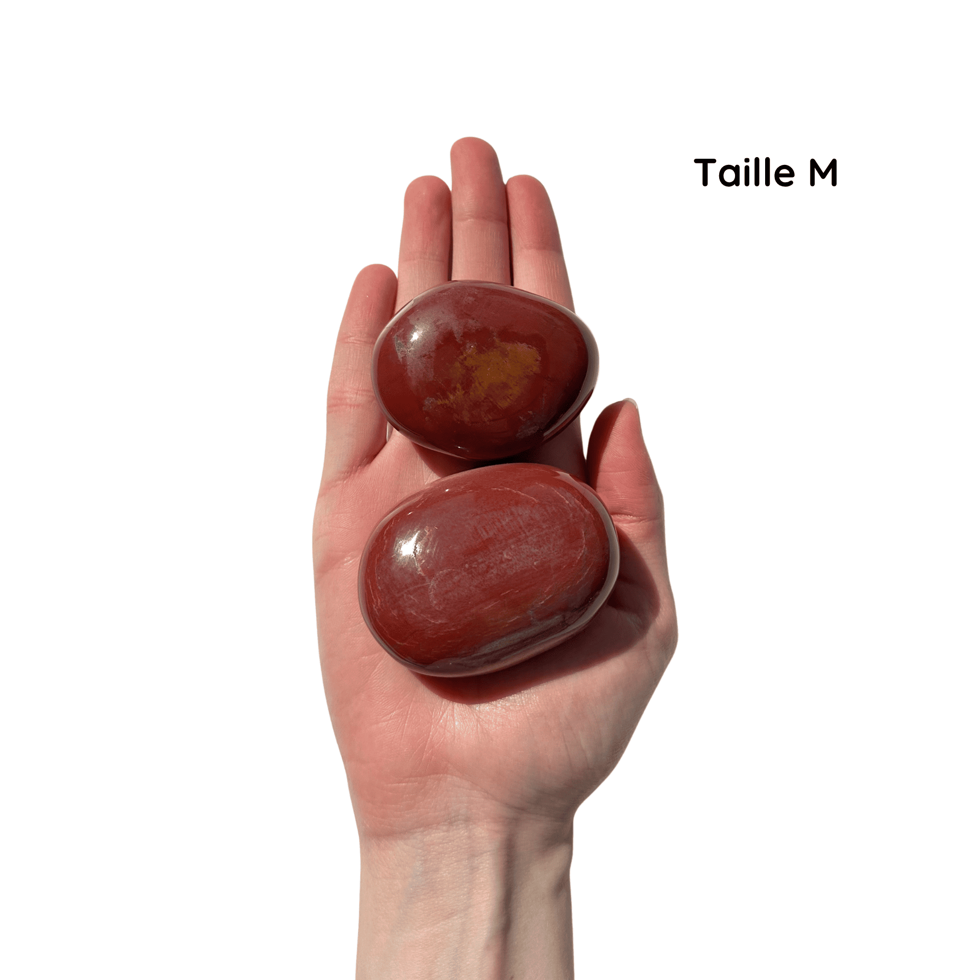 Galet Bois Fossile M