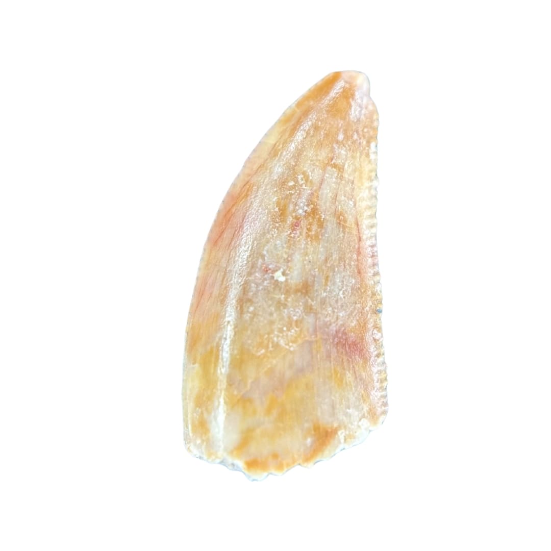 Dent de Dinosaure Carnivore (Abelisauridae) - Maroc