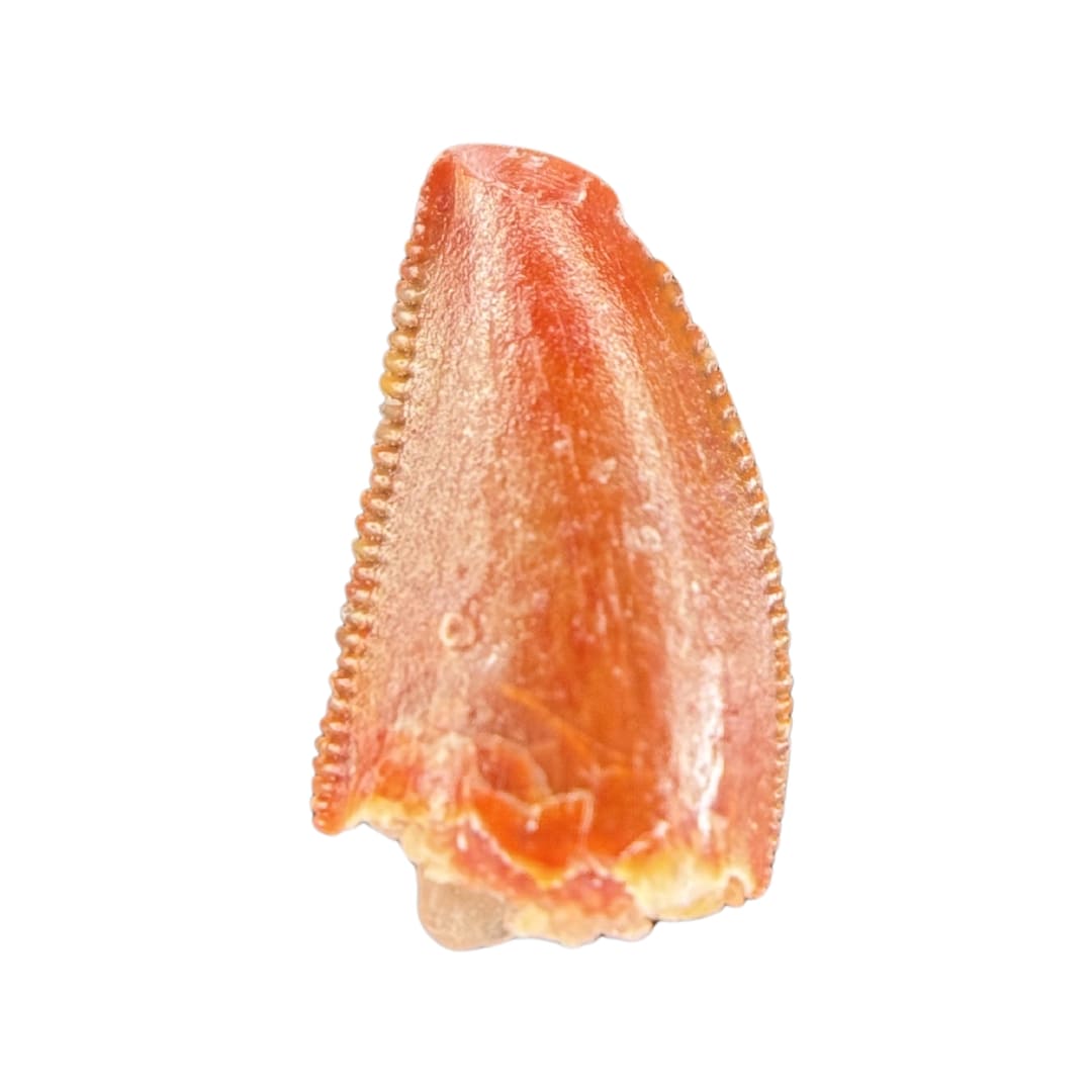 Dent de Dinosaure à Dentelures (Abelisauridae) - Maroc