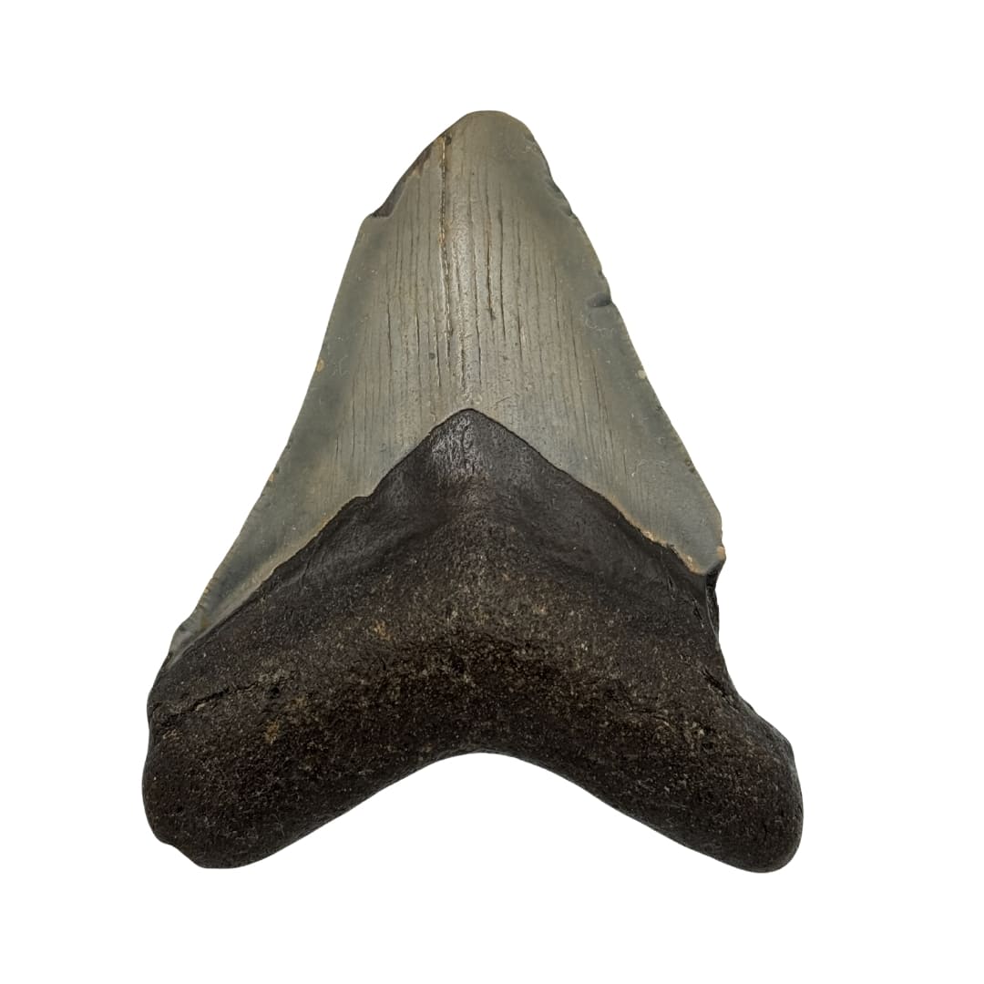 Dent de Mégalodon Fossile - Floride, USA