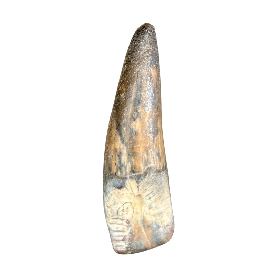 Dent de Sarcosuchus Fossile (100% Naturelle) - Niger