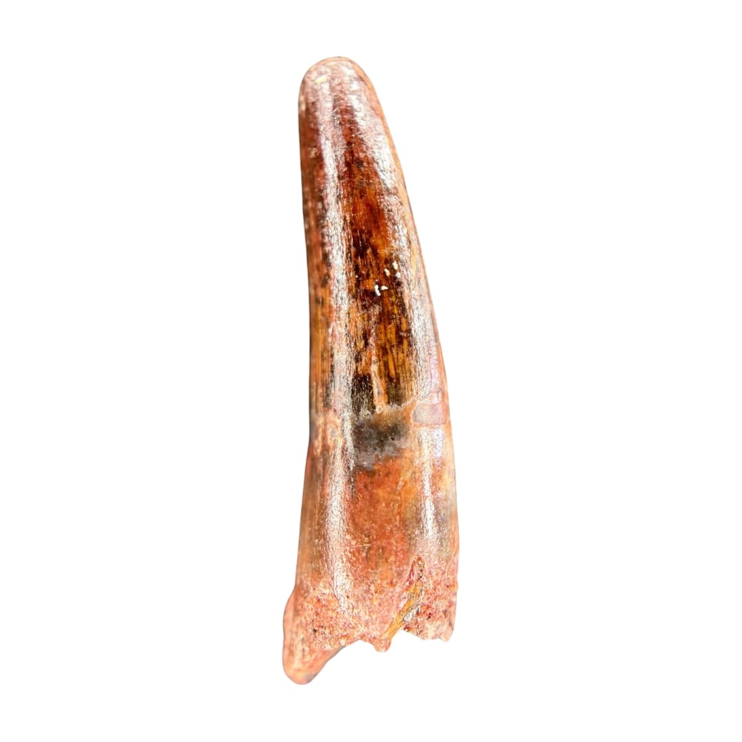 Dent de Spinosaurus - Maroc