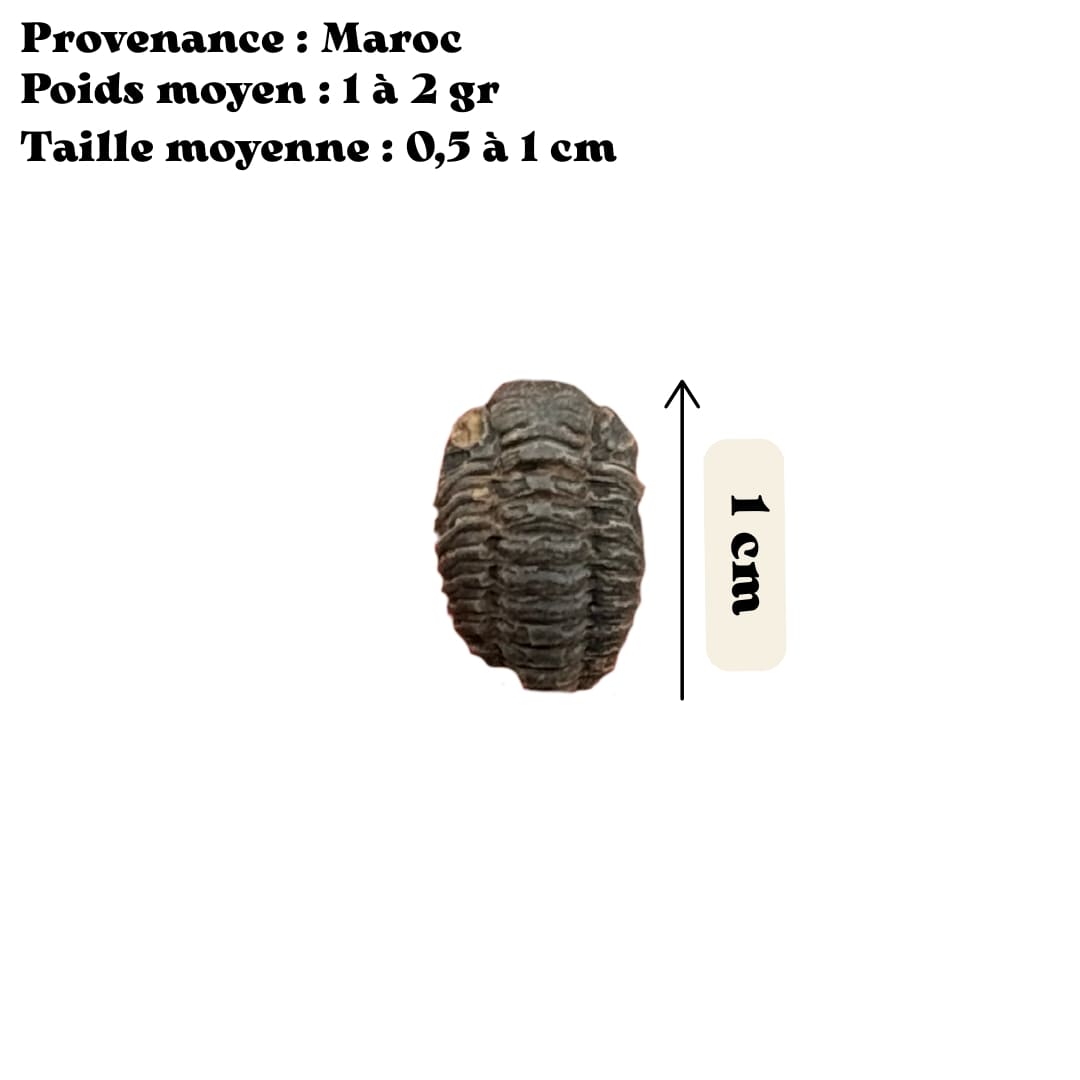 Fossile Mini trilobites Phacops