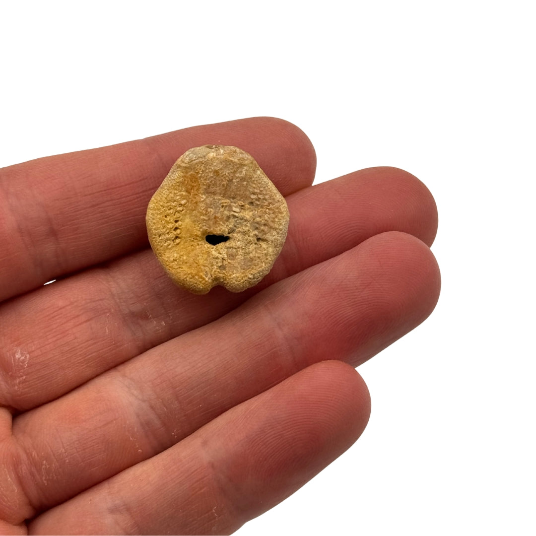 Fossile Oursin Lovenia forbesi - Australie