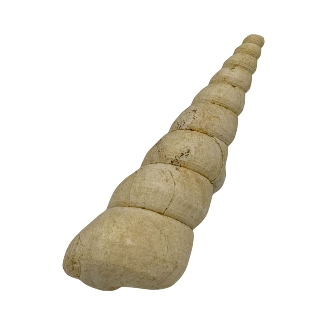 Fossile de Turritella (Escargot Marin) - France, Bordeaux