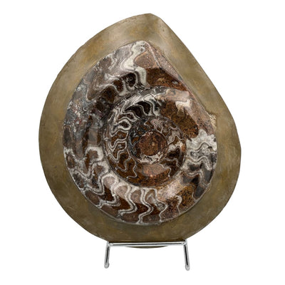Goniatite Fossile Polie (Dévonien) - Maroc
