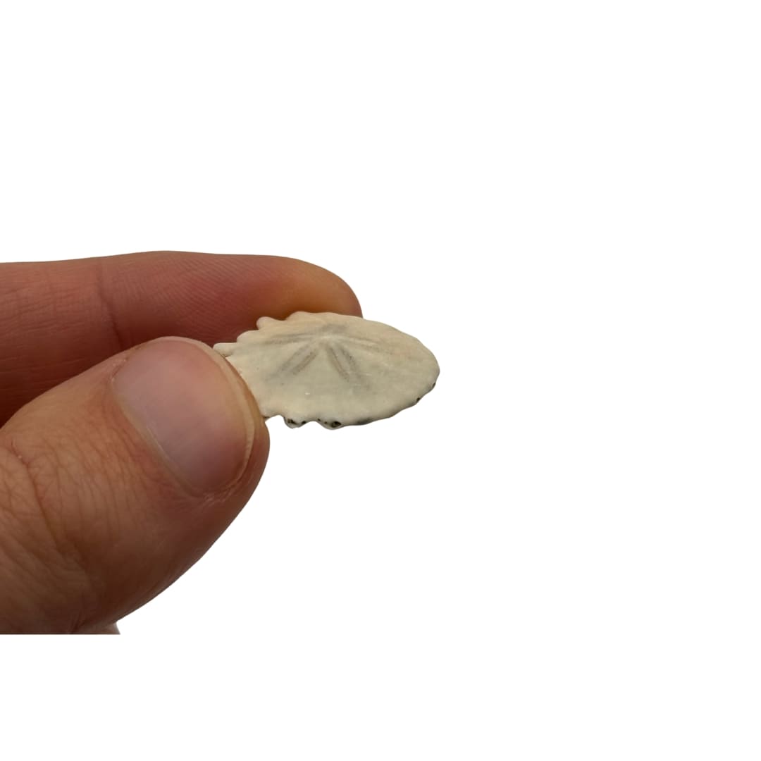 Fossile Oursin Heliophora orbiculus - Mauritanie