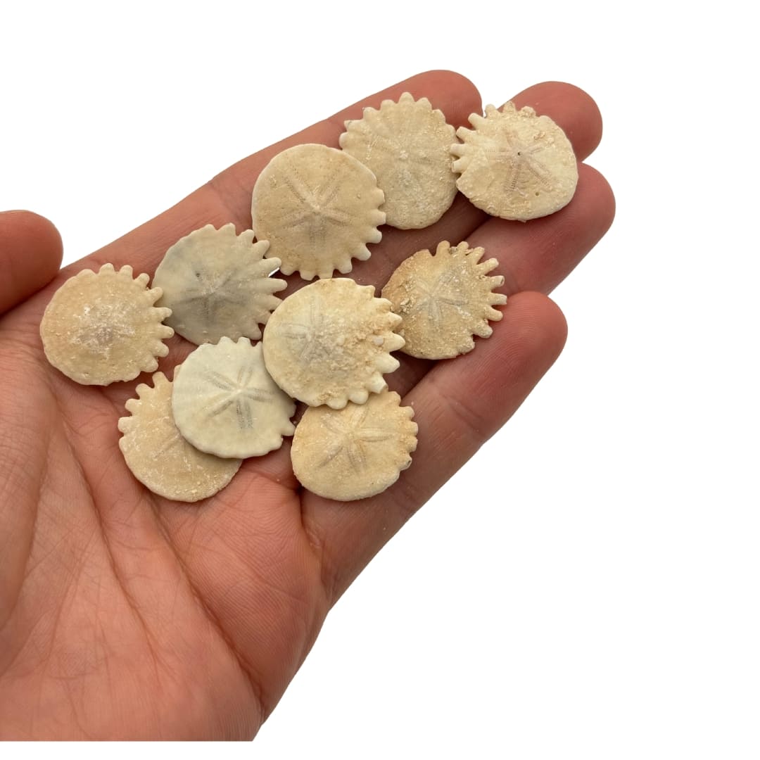 Fossile Oursin Heliophora orbiculus - Mauritanie