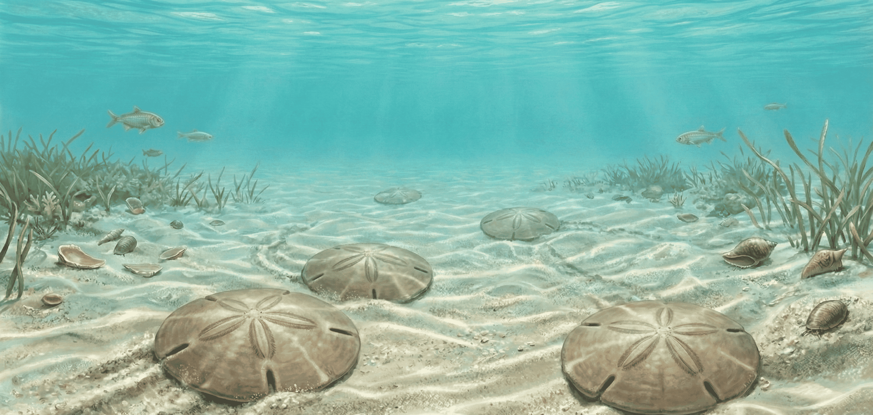 Fossile Oursin Scutella