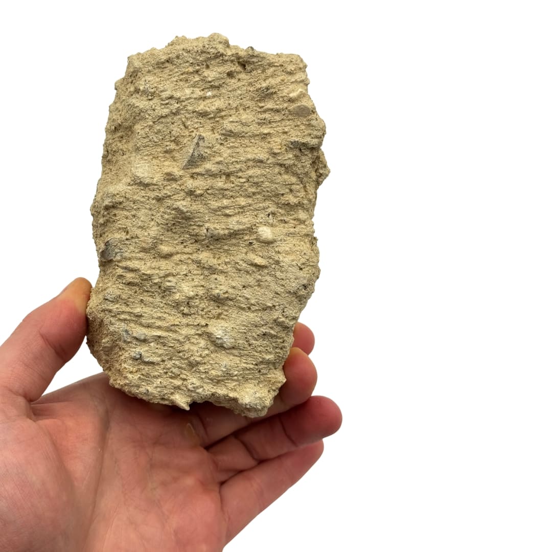 Fossile Oursin Scutella