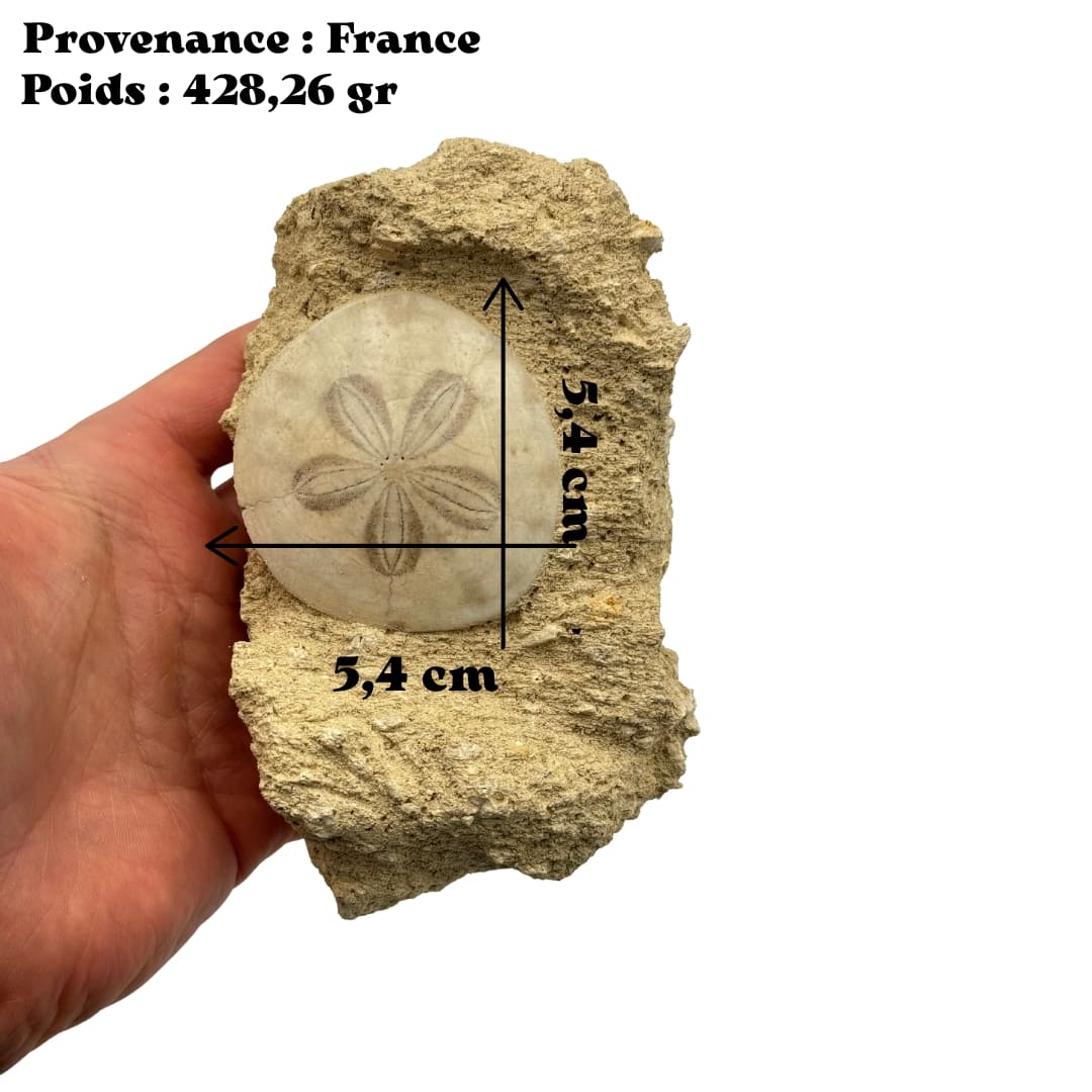 Fossile Oursin Scutella