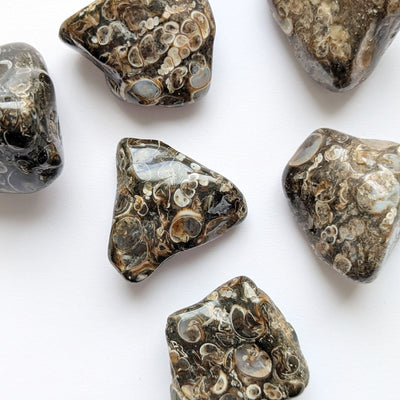 Agate turritelle en pierre roulée