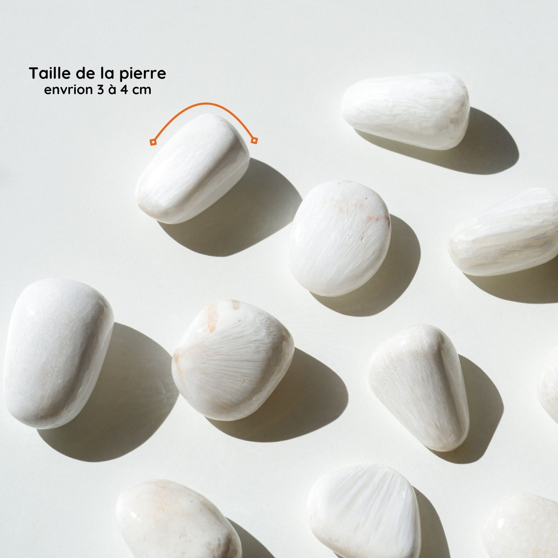 Scolécite taille