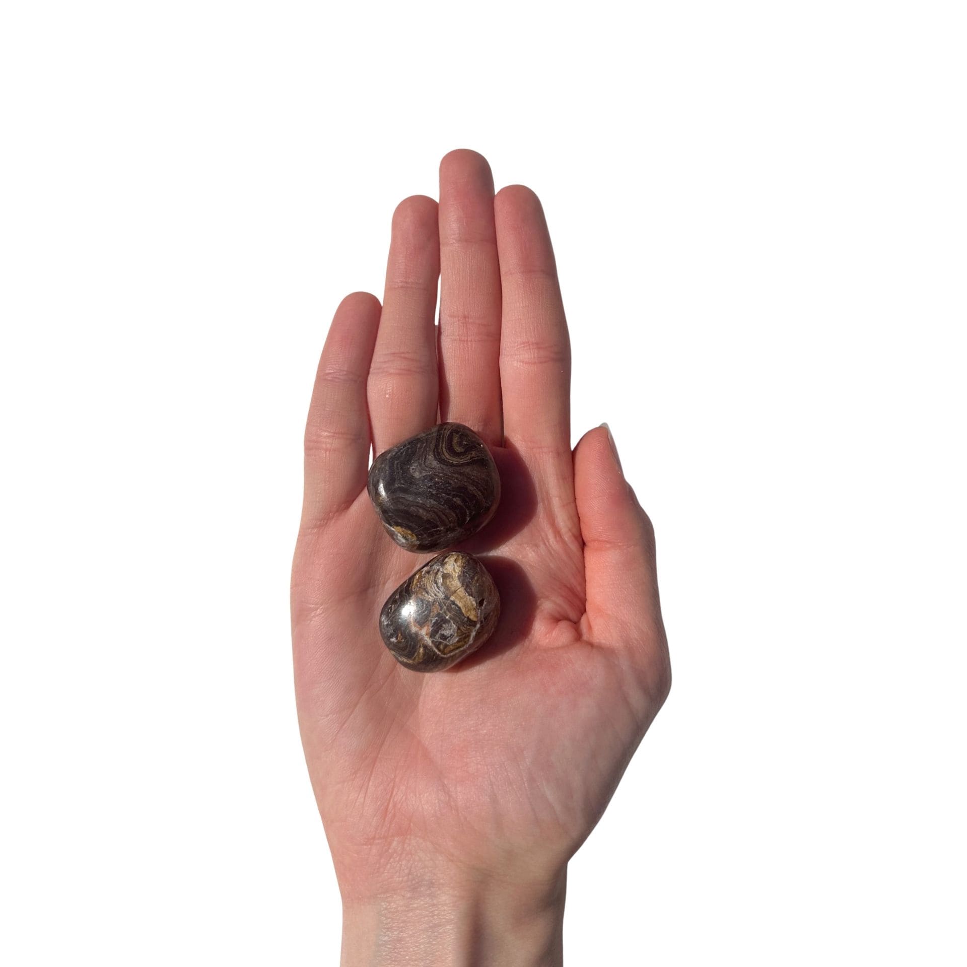  Stromatolite mains