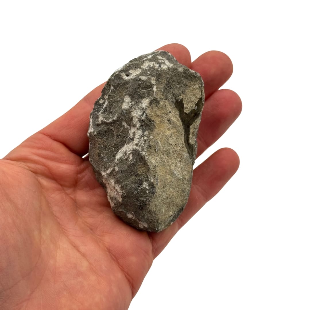 Trilobite sur Gangue