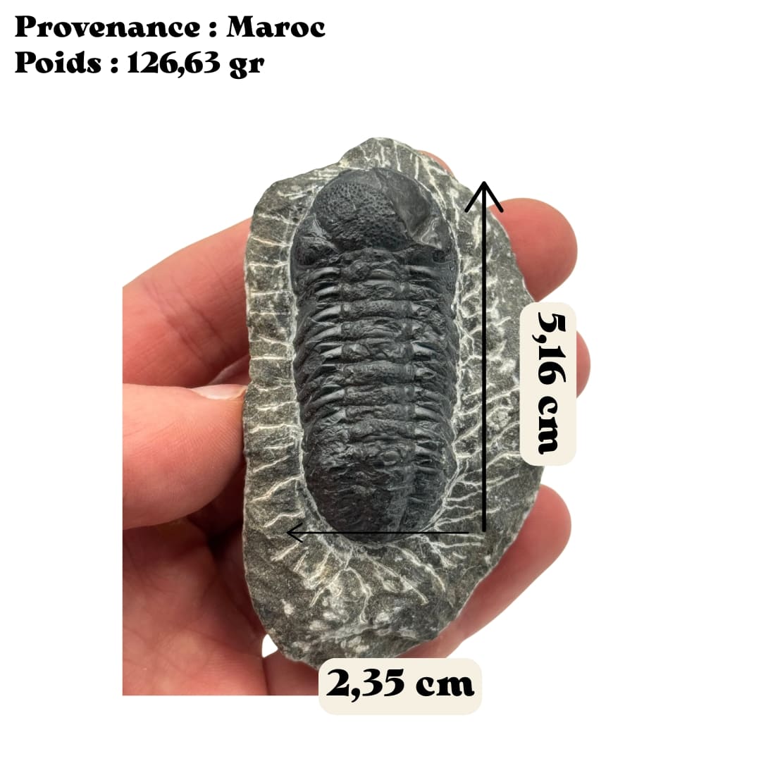 Trilobite sur Gangue