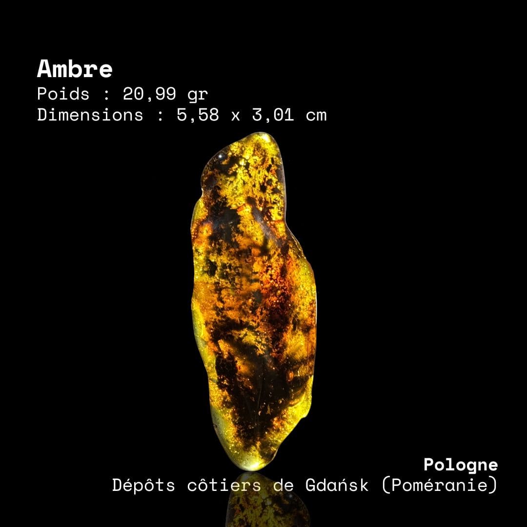 Ambre Fossile (8,5 cm) - Pologne