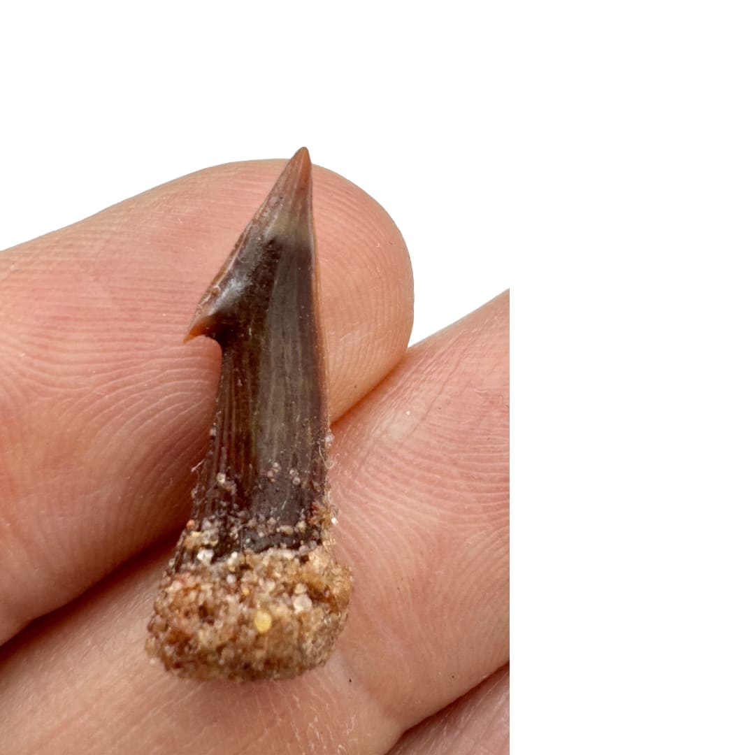 Dent Fossile d'Onchopristis (Poisson-Scie) - Maroc