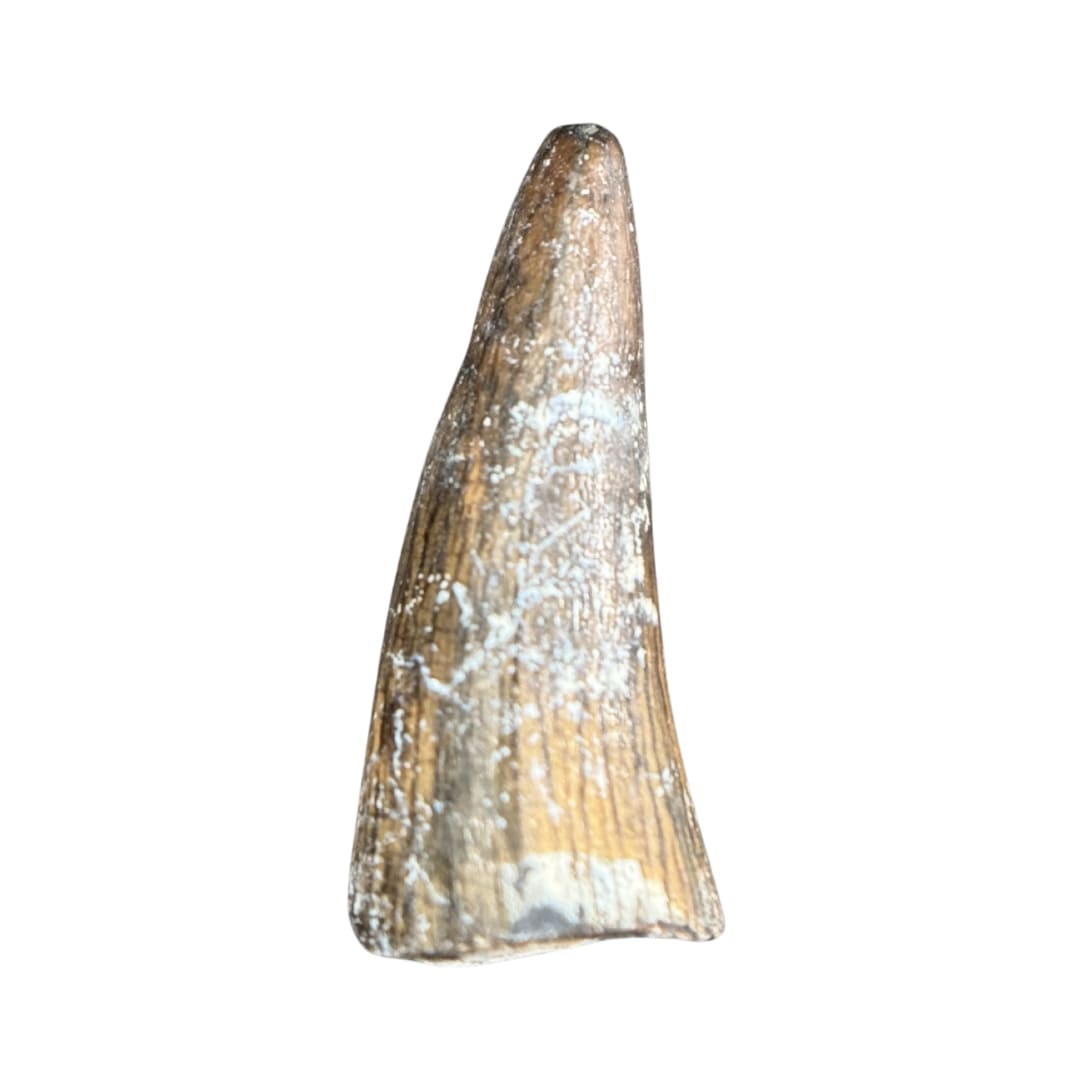 Dent de Crocodile Fossile (Sarcosuchus / Stolokrosuchus) - Niger