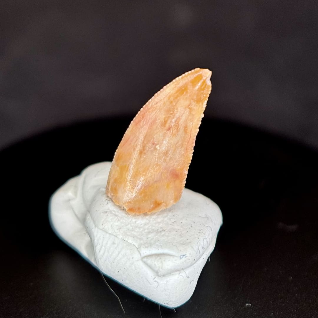 Dent de Dinosaure Carnivore (Abelisauridae) - Maroc