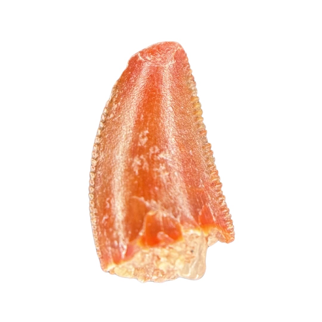 Dent de Dinosaure à Dentelures (Abelisauridae) - Maroc