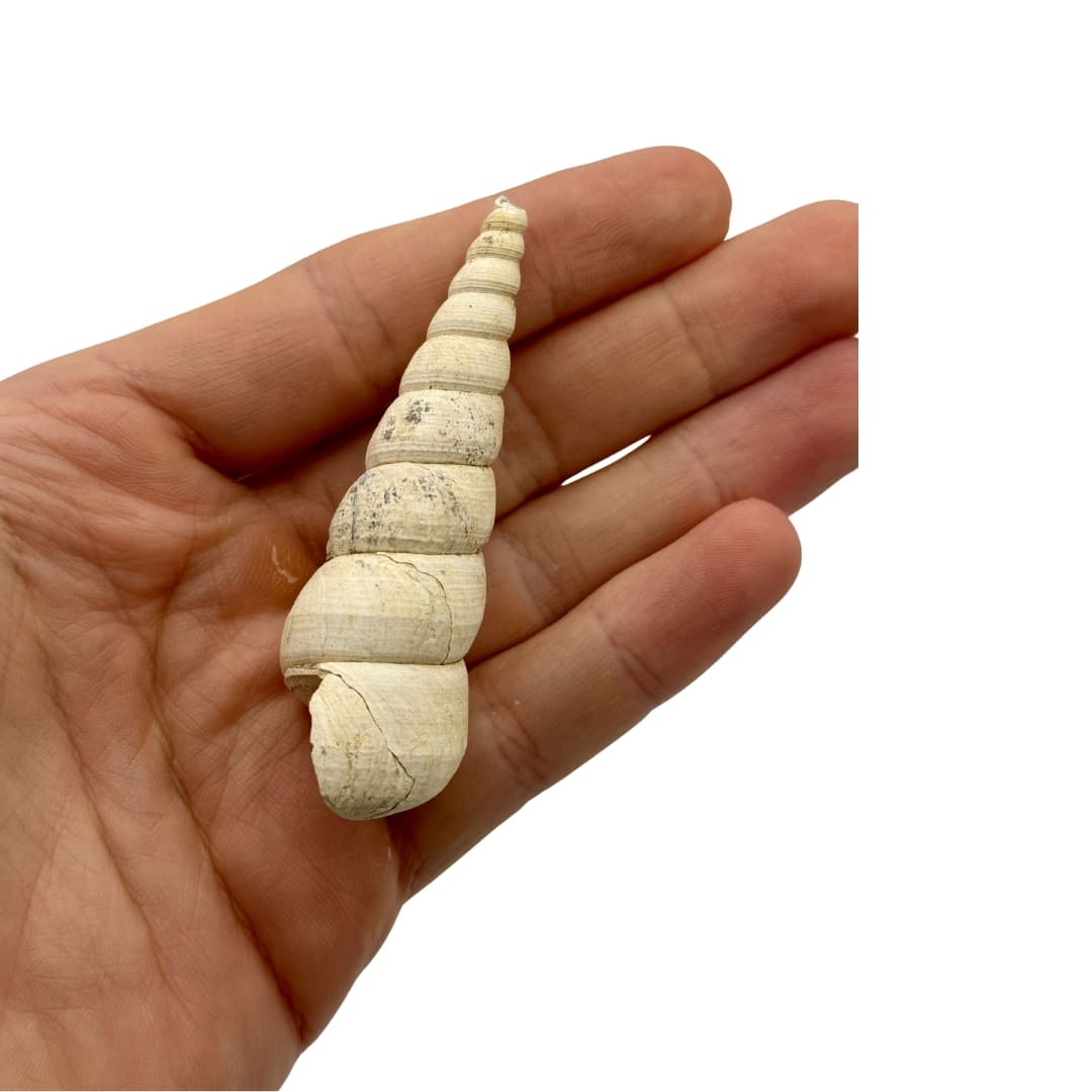 Fossile de Turritella (Escargot Marin) - France, Bordeaux