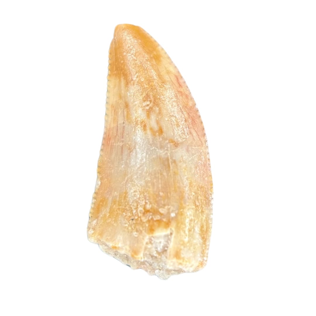 Dent de Dinosaure Carnivore (Abelisauridae) - Maroc