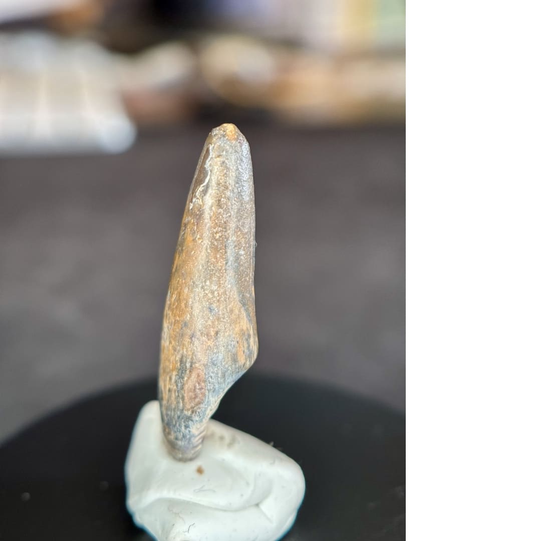 Dent de Sarcosuchus Fossile (100% Naturelle) - Niger