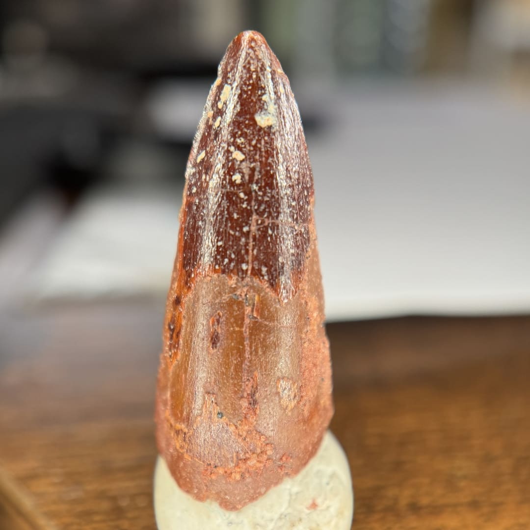 Dent de Spinosaurus Fossile (3.3 cm) - Maroc